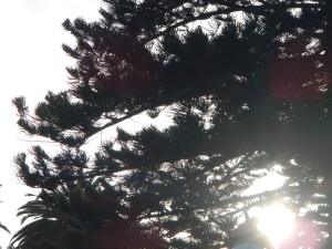 DSCN0366